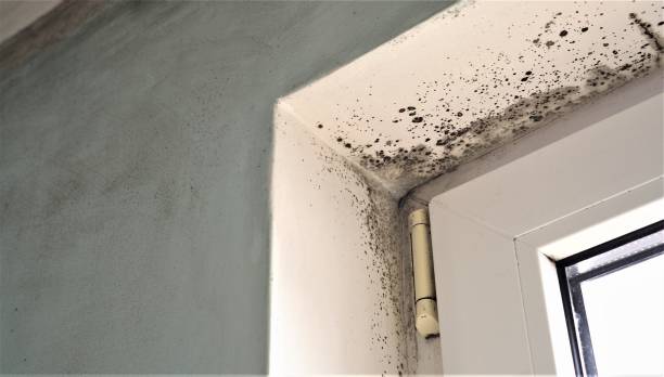 Trusted Nevada, MO Mold Removal Experts